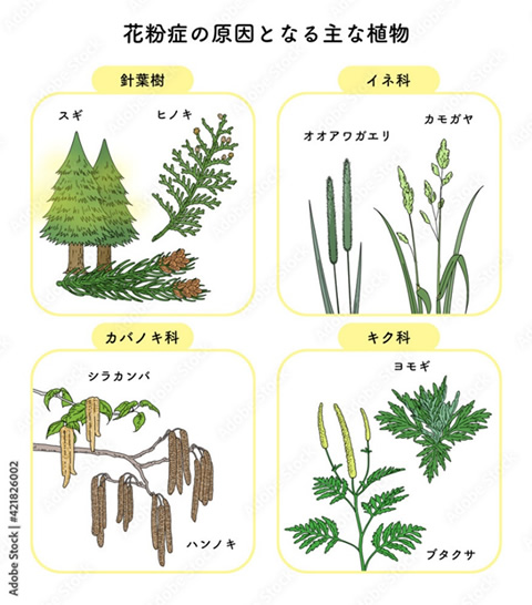 花粉症の原因となる主な植物