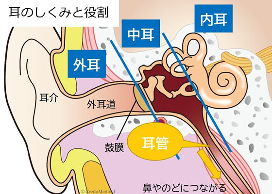 耳のしくみと役割